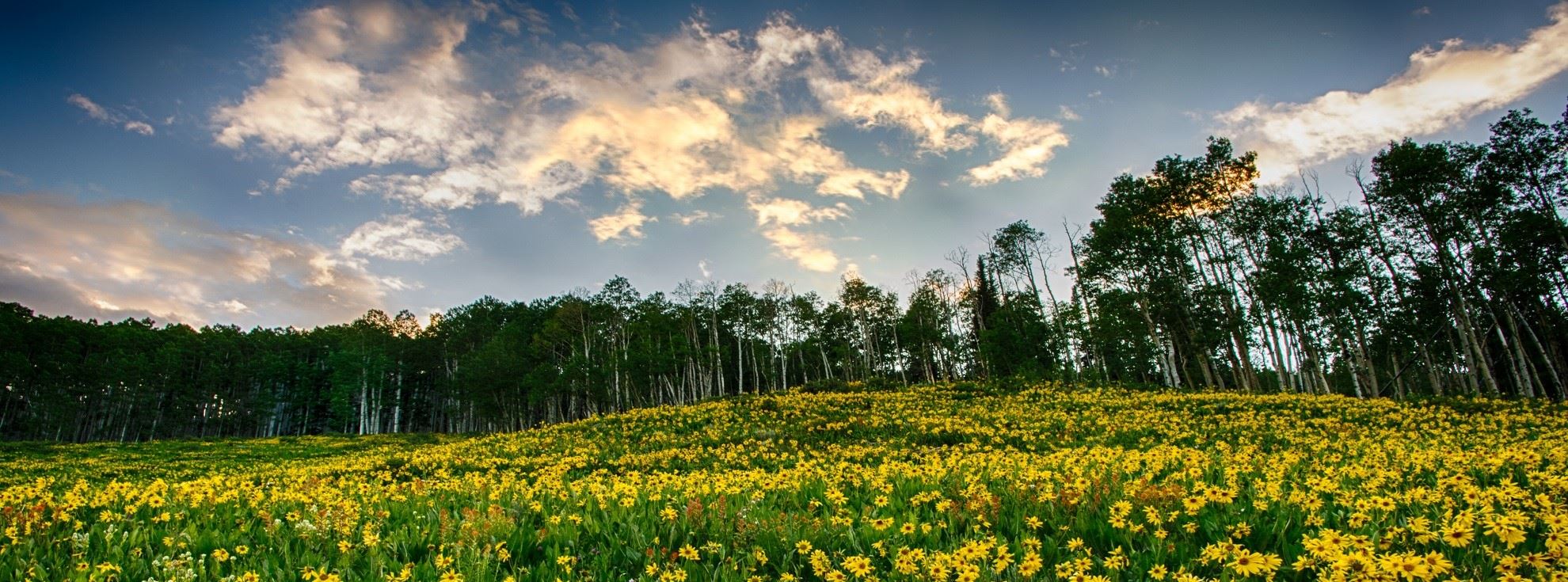 Yellow flowers in a green meadow with a blue sky in the background