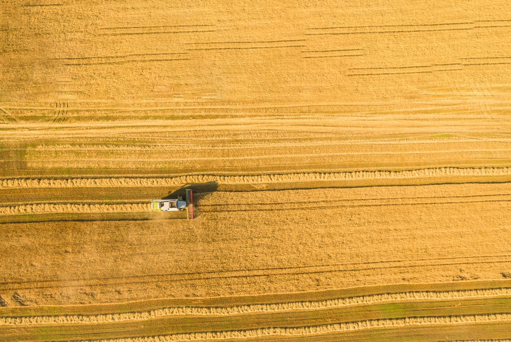 combine cutting wheat