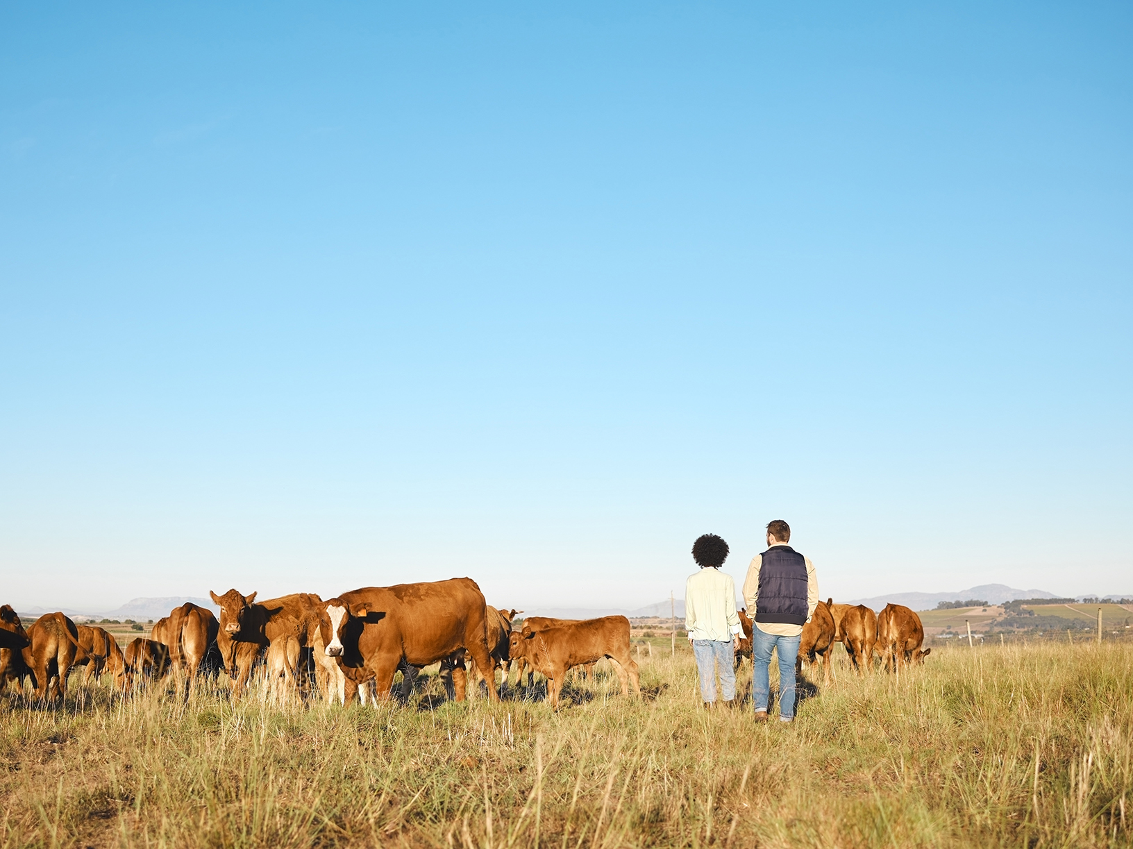 two people standing with cattle
